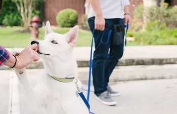 Book Trick Class at Kreativ Pet Klips