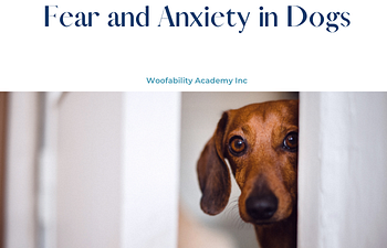 Book The Dog's Mind and Body: Fear and Anxiety in Dogs 