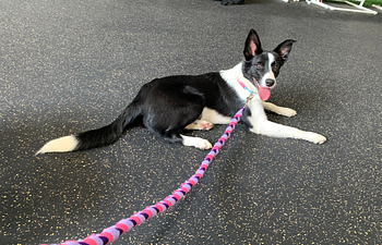 Book Obedience Competition Foundation/Novice with Ginger Jensen (Monthly Recurring, 4 Weeks in March)