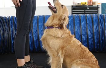 Book In Facility Crash Private Training Lesson 