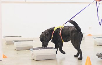 Book Scent Work Ongoing Masters Class