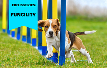 Book FOCUS SERIES: Fungility