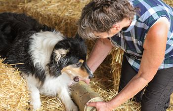 Book Novice/Open Level Private Barn Hunt Lesson - 25 minutes