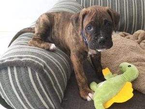 Book Puppy