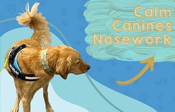 Book Calm Canines Nose Work - Sniff Masters