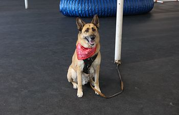 Book In facility Private Training Lesson