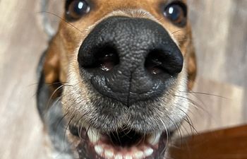 Book Intro to Scent Work