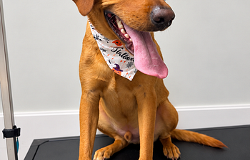 Book Basic Bath Medium Dogs 26—40 lbs