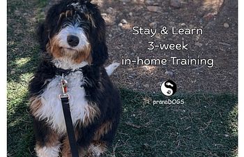 Book Stay & Learn Training Program