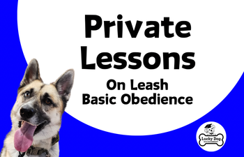 Book Private Lessons - On Leash