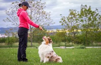Book Obedience Refresher