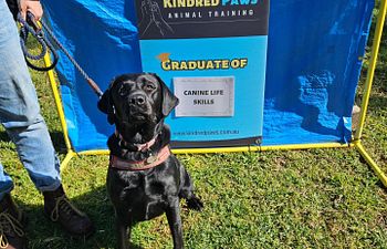 Book NEW STUDENTS: Canine Life Skills Group Class (4 Week Enrolment)