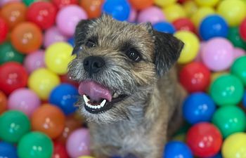 Book Puppy Play & Learn