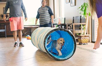 Book Puppy Start Right Class at Lake Olympia Animal Hospital