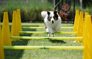 Book CT302 Canine Fitness Foundations
