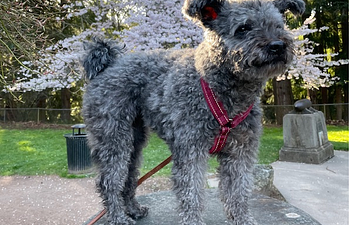 Book Doggy Parkour Workshop