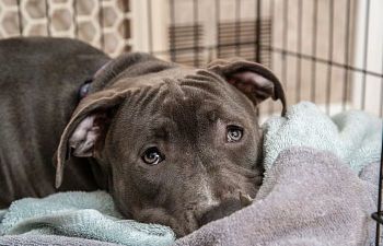 Book CB101 Adoption Dog Virtual Consultation 