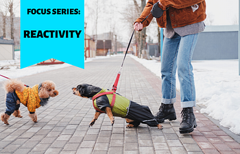 Book FOCUS SERIES: Reactivity