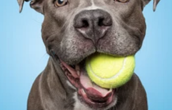 Book Intro to Flyball