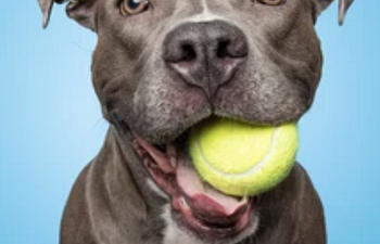 Book Flyball Fundamentals