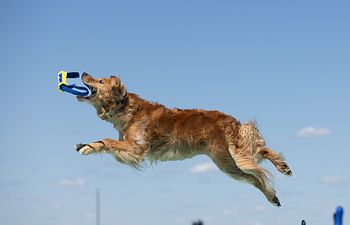 Book 60 Min Private Dock Diving Lesson (Up to 2 Dogs)
