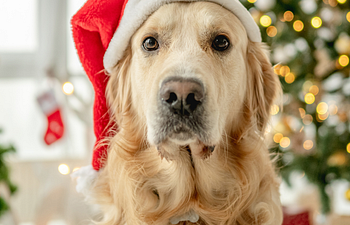 Book Holiday Prep Workshop