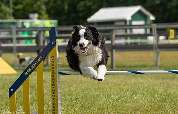 Book Agility Fun Match - Standards
