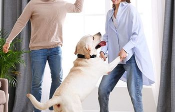 Book Canine Musical Freestyle Workshop