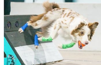 Book Flyball Practice Session