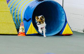 Book Beginner Agility (Level 2) 