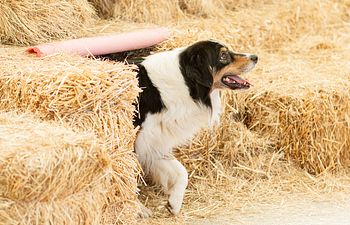 Book Tuesday- Senior/Master Barn Hunt