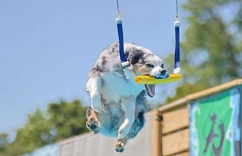 Book Air Retrieve/Hydro Dash Private Lesson 