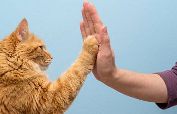 Book PC401 How to Train Your Cat Workshop