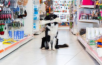 Book Canine Life Skills Level 1