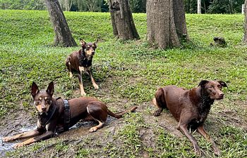 Book My Herding Breed Essentials | Training for Suburban Life