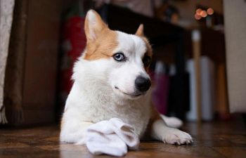 Book CS102 Separation Anxiety Initial Assessment