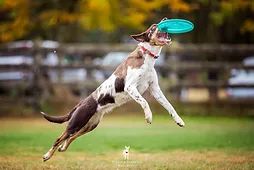 Book Disc League - Champs event - 1 dog entry