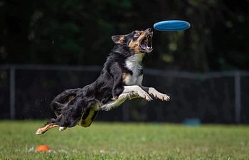 Book Disc League - 2 dog entry