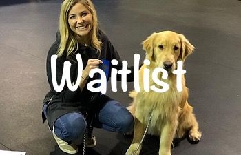 Book Better Family Dog Manners / Canine Good Citizen (Initial Meeting)