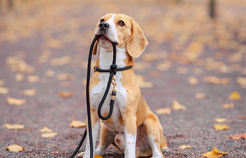 Book Adolescent Manners Class