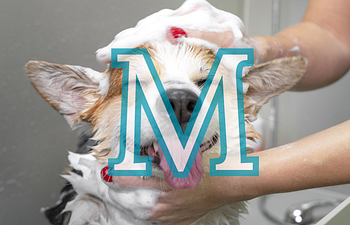 Book (E) 31-50lb | Medium Groom