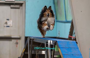 Book Agility 2
