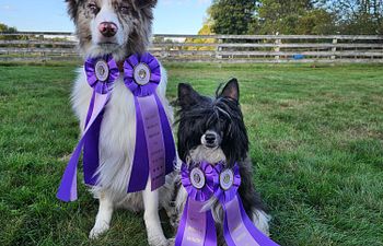 Book AKC Terrific Trick Dogs!