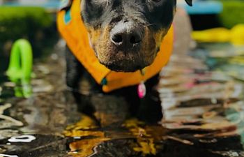 Book Orientation Swim 