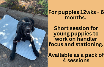 Book Puppy Training, 16wks. - 20wks.