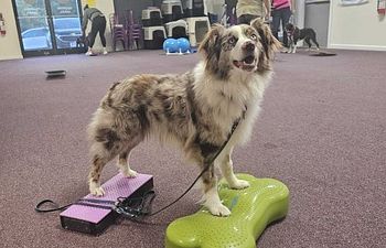 Book AKC Fit Dog Class