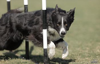 Book Private Agility Lesson (Availability) - 1 hour