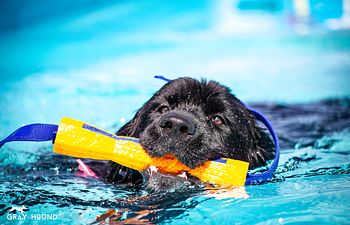 Book 4 Hour Half-Day Pool Rental (Up to 8 Dogs)