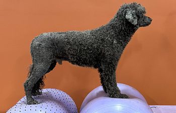 Book 30 min Canine Fitness/Rehab