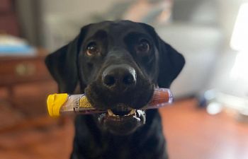Book Service Dog Private Coaching 